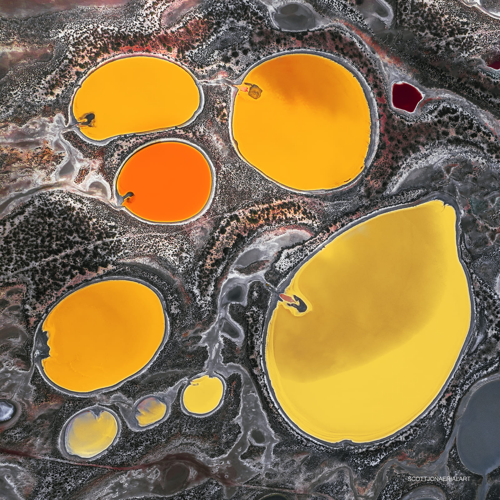 Lemons - Image 2